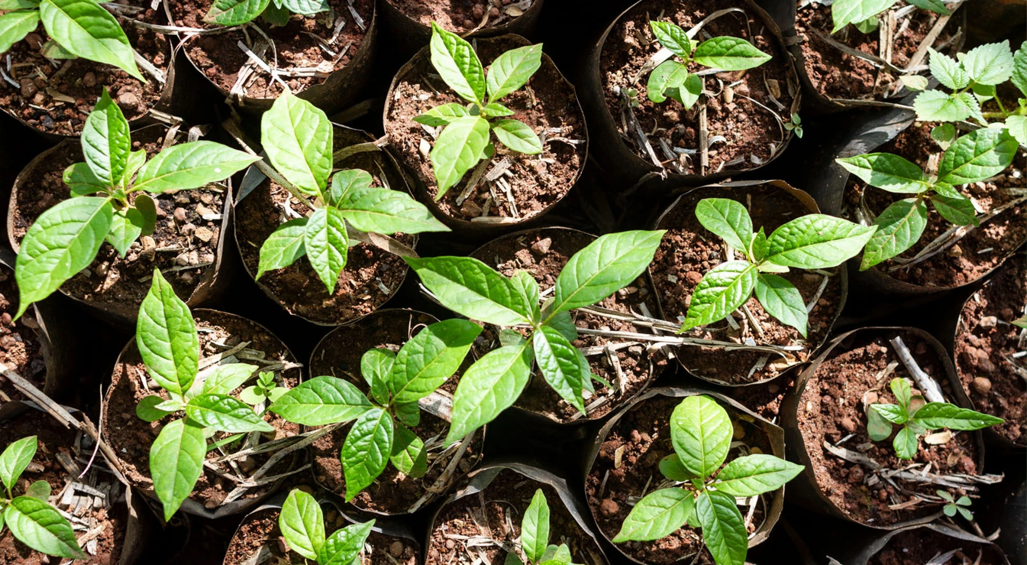 ALPI forests in Cameroon obtain FSC® certification